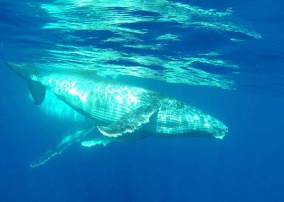 schwimmen-mit-walen-und-delfinen-oceano-whalewatching - galerie 3