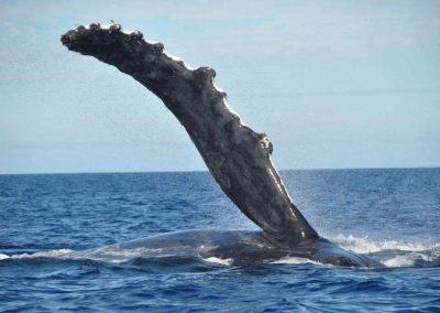 schwimmen-mit-walen-und-delfinen-oceano-whalewatching - galerie 4